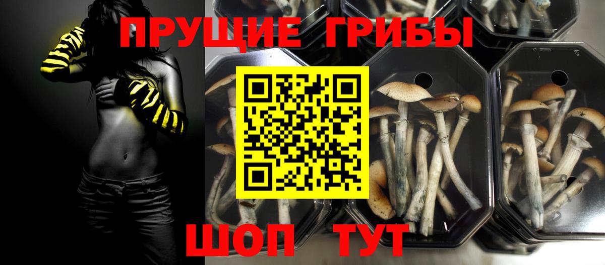 Галлюциногенные грибы Psilocybe  Вход с VPN  Нижнекамск 